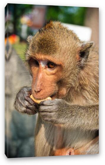 Macaque monkey Fine Art Canvas Print