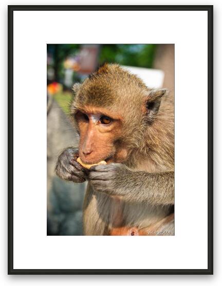 Macaque monkey Framed Fine Art Print