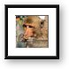 Macaque monkey Framed Print