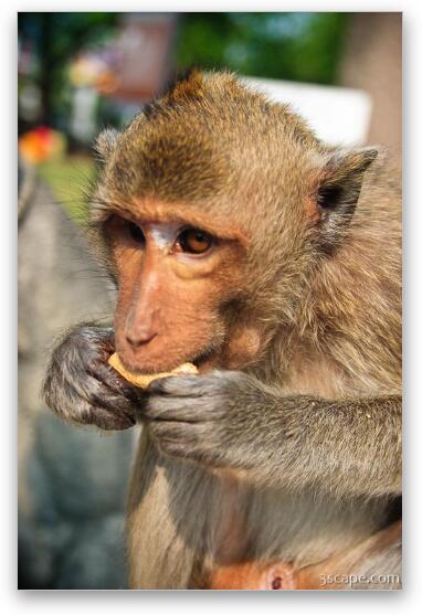 Macaque monkey Fine Art Metal Print