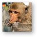 Macaque monkey Metal Print