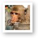 Macaque monkey Art Print