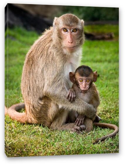 Macaque Monkey Family Fine Art Canvas Print