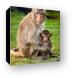 Macaque Monkey Family Canvas Print