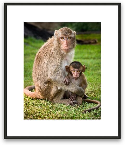 Macaque Monkey Family Framed Fine Art Print