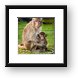 Macaque Monkey Family Framed Print