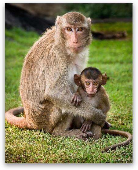 Macaque Monkey Family Fine Art Metal Print
