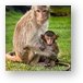 Macaque Monkey Family Metal Print