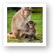 Macaque Monkey Family Art Print