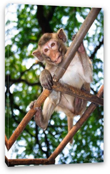 Young Macaque monkey Fine Art Canvas Print