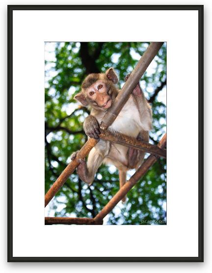 Young Macaque monkey Framed Fine Art Print
