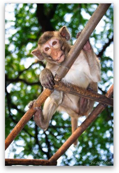 Young Macaque monkey Fine Art Metal Print