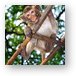 Young Macaque monkey Metal Print