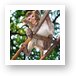Young Macaque monkey Art Print