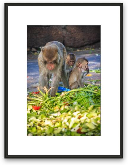 Monkeys having a feast Framed Fine Art Print