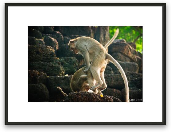 Monkeys doing the thing monkeys do Framed Fine Art Print