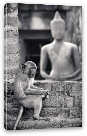 Monkey and Buddha at Phra Prang Sam Yot Fine Art Canvas Print