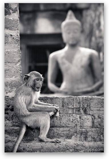 Monkey and Buddha at Phra Prang Sam Yot Fine Art Metal Print