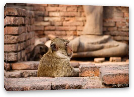 Monkey waiting for a drink at the bar Fine Art Canvas Print