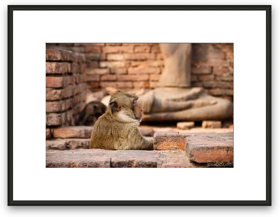Monkey waiting for a drink at the bar Framed Fine Art Print