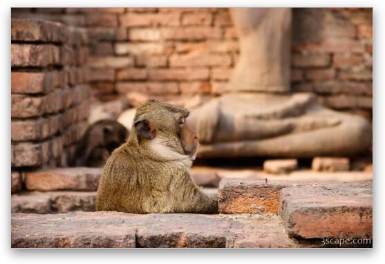 Monkey waiting for a drink at the bar Fine Art Print