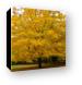 Fall colored tree Canvas Print
