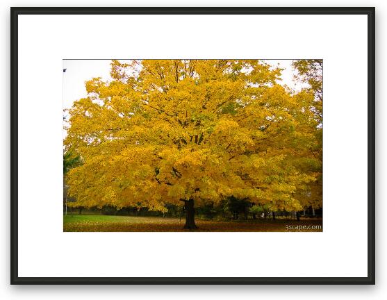 Fall colored tree Framed Fine Art Print
