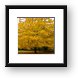 Fall colored tree Framed Print