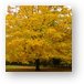 Fall colored tree Metal Print