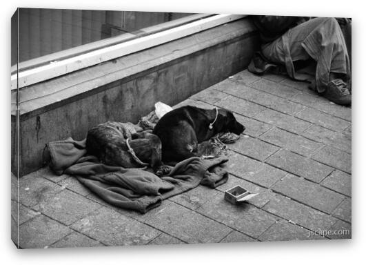 Dogs begging for some coin Fine Art Canvas Print