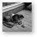 Dogs begging for some coin Metal Print