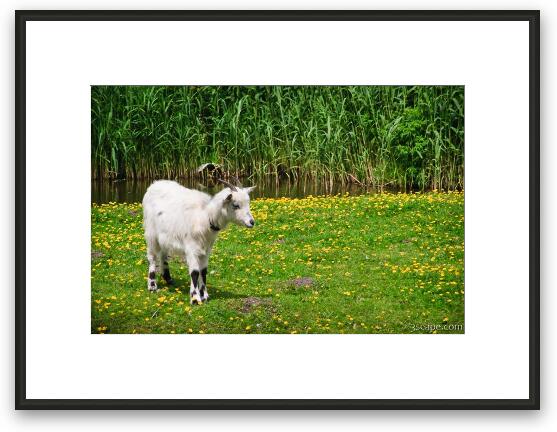 Goat Framed Fine Art Print