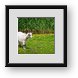 Buy Framed Print