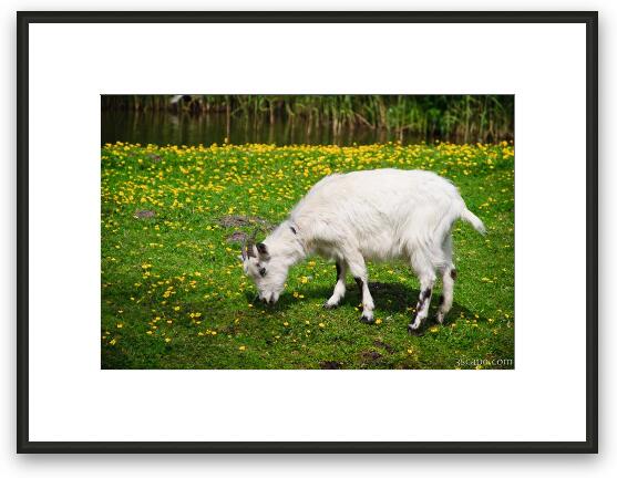 Goat Framed Fine Art Print