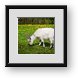 Buy Framed Print