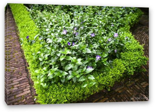 Plants in the courtyard Fine Art Canvas Print