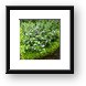 Plants in the courtyard Framed Print