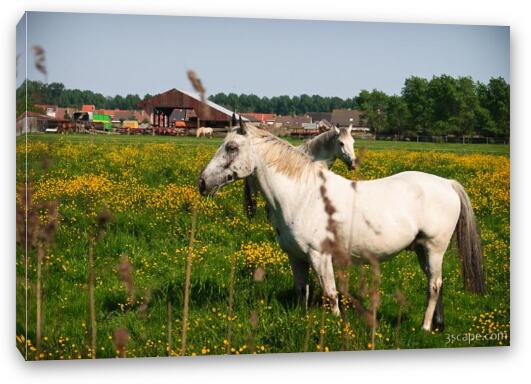 Horses on the outskirts of Brugge Fine Art Canvas Print