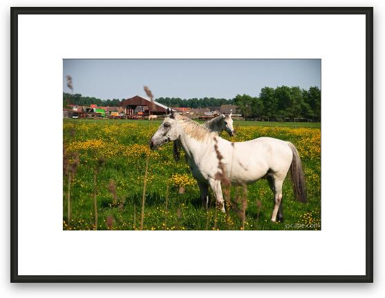 Horses on the outskirts of Brugge Framed Fine Art Print