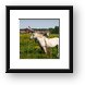 Horses on the outskirts of Brugge Framed Print