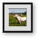 Buy Framed Print