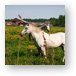 Horses on the outskirts of Brugge Metal Print