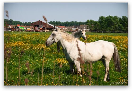 Horses on the outskirts of Brugge Fine Art Print