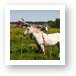Horses on the outskirts of Brugge Art Print