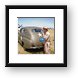 Donut eating pilot and old military vehicle Framed Print