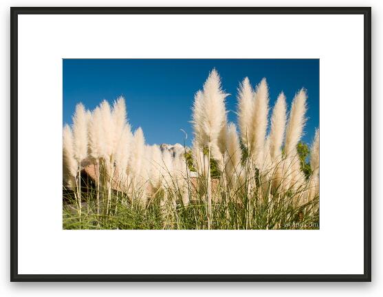 Pompas (pampas) grass Framed Fine Art Print