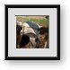 Buy Framed Print