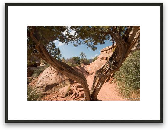 Split Juniper tree on the trail Framed Fine Art Print