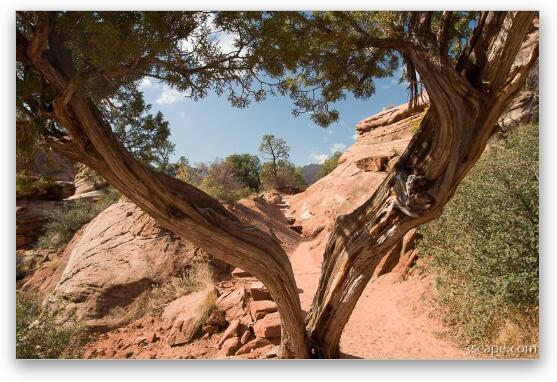 Split Juniper tree on the trail Fine Art Metal Print