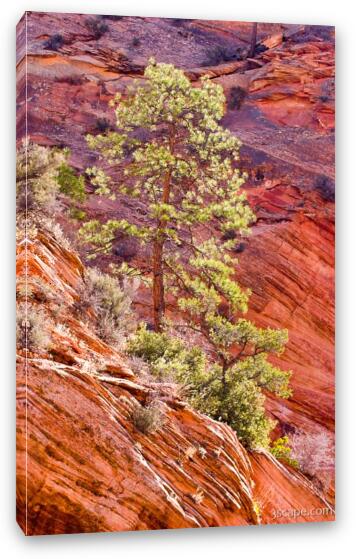 Red rock and backlit tree Fine Art Canvas Print